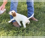 Small #2 English Setter