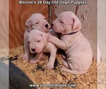 Small Photo #77 Dogo Argentino Puppy For Sale in JANE, MO, USA
