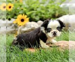 Small #3 French Bulldog