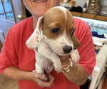 Puppy Sleepy Dachshund