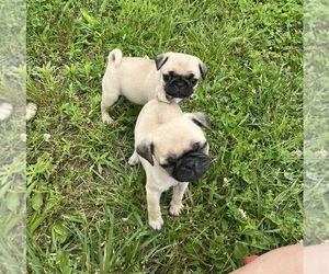 Pug Puppy for sale in GAINESVILLE, MO, USA