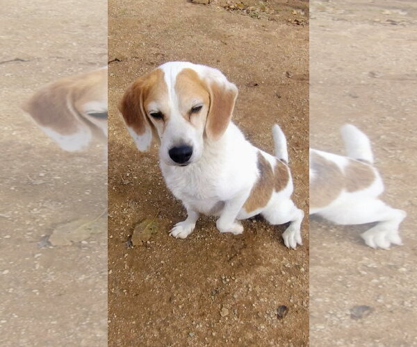 Medium Photo #4 Beagle Puppy For Sale in Apple Valley, CA, USA