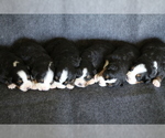 Small Photo #3 Bernese Mountain Dog Puppy For Sale in PIEDMONT, SC, USA