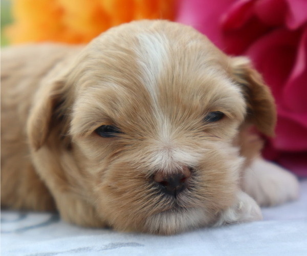 Medium Photo #4 ShihPoo Puppy For Sale in THORP, WI, USA