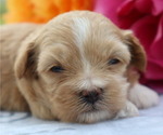 Small #3 ShihPoo