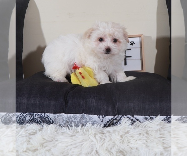 Medium Photo #2 Havanese Puppy For Sale in MOUNT VERNON, OH, USA