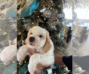 Whoodle (Miniature) Puppy for sale in PARKER, CO, USA