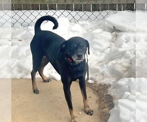 Rottweiler-Unknown Mix Dogs for adoption in Westminster, MD, USA