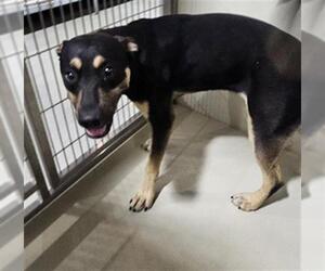 Mutt Dogs for adoption in Bakersfield, CA, USA
