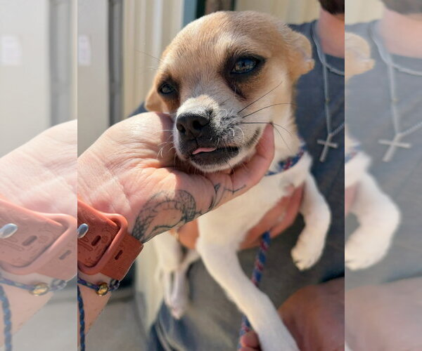 Medium Photo #2 Chihuahua-Unknown Mix Puppy For Sale in Grafton, WI, USA