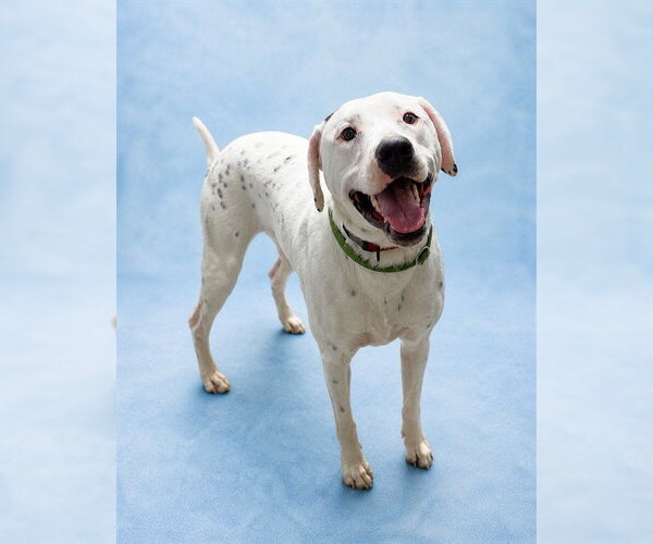 Medium Photo #1 Mutt Puppy For Sale in Westminster, MD, USA