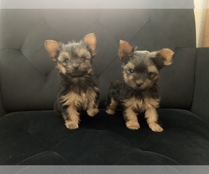 Yorkshire Terrier Puppy for sale in LAS VEGAS, NV, USA