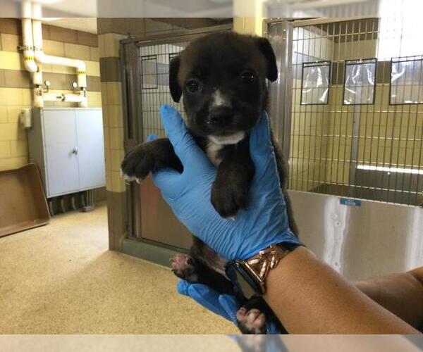 Medium Photo #2 Mutt Puppy For Sale in Riverside, CA, USA