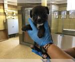 Small #1 Mutt