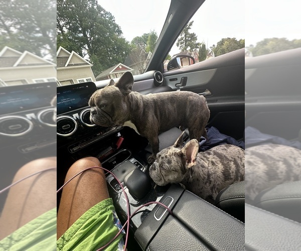 Medium Photo #1 French Bulldog Puppy For Sale in MURRAY, KY, USA