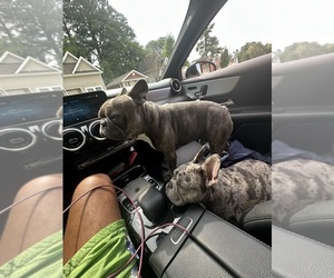 Mother of the French Bulldog puppies born on 02/06/2025