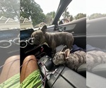 Small Photo #1 French Bulldog Puppy For Sale in MURRAY, KY, USA