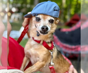 Marley - Male Chihuahua-Unknown Mix Dog for Adoption - Photo #30
