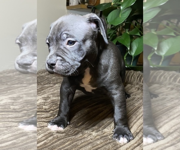 Medium Photo #2 American Bully Puppy For Sale in PHILA, PA, USA