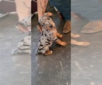 Small #1 Catahoula Leopard Dog