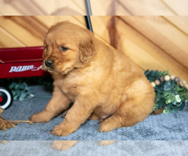 Medium Photo #3 Golden Retriever Puppy For Sale in BALTIC, OH, USA