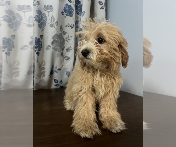Medium Photo #60 Cavapoo-Poodle (Miniature) Mix Puppy For Sale in DURHAM, CT, USA