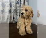 Small #59 Cavapoo-Poodle (Miniature) Mix