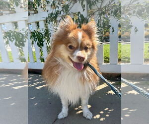 Pomeranian Dogs for adoption in Newport Beach, CA, USA
