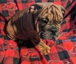 Puppy 5 Bulldog