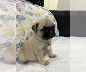 Pug Puppy for sale in LITTLE FALLS, NJ, USA