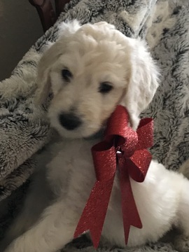 Medium Photo #2 Goldendoodle-Poodle (Standard) Mix Puppy For Sale in CORNING, CA, USA