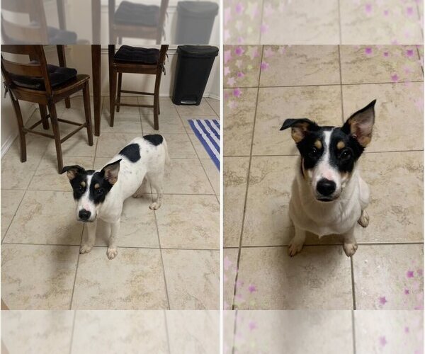 Medium Photo #1 Mutt Puppy For Sale in Flower Mound, TX, USA