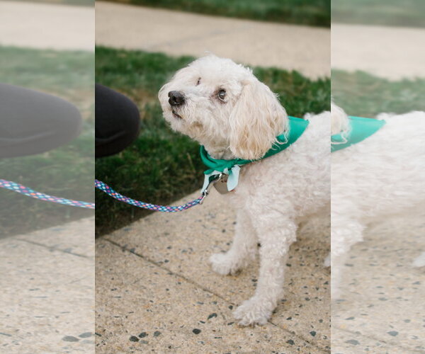 Medium Photo #7 Maltipoo (Miniature) Puppy For Sale in Oakhurst, NJ, USA