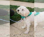 Small #6 Maltipoo (Miniature)