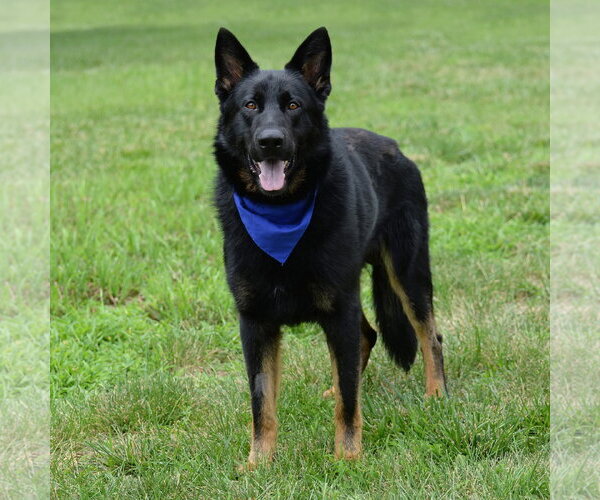 Medium Photo #9 German Shepherd Dog Puppy For Sale in Gretna, NE, USA