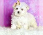 Small Photo #88 Maltipoo (Miniature) Puppy For Sale in WARSAW, IN, USA