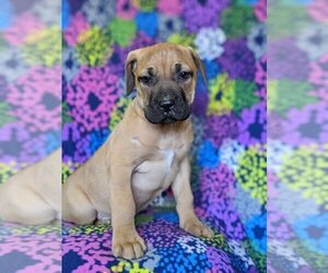 Presa Canario Puppy for sale in QUARRYVILLE, PA, USA