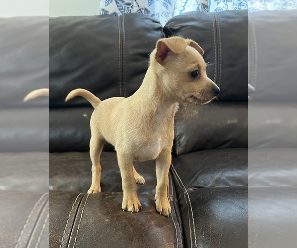 Medium Photo #9 Chihuahua-Chiweenie Mix Puppy For Sale in CLOVER, SC, USA