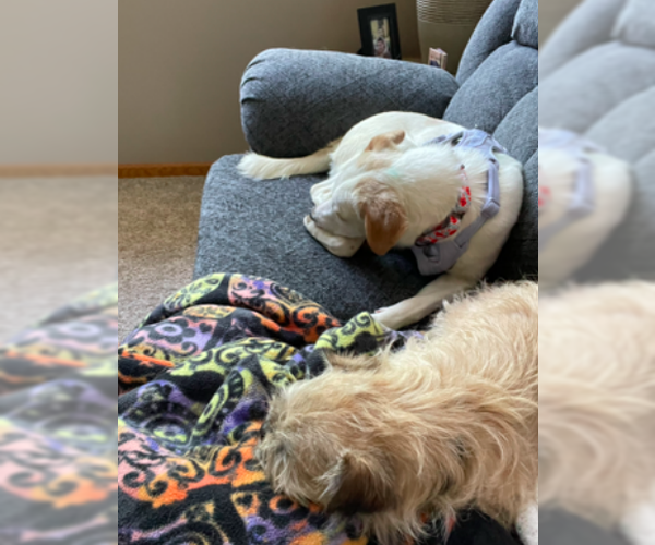 Medium Photo #12 Labrador Retriever-Unknown Mix Puppy For Sale in Brooklyn Center, MN, USA