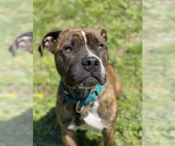 Medium Photo #4 Mutt Puppy For Sale in Virginia Beach, VA, USA