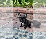Small French Bulldog Mix