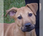 Small Black Mouth Cur-German Shepherd Dog Mix