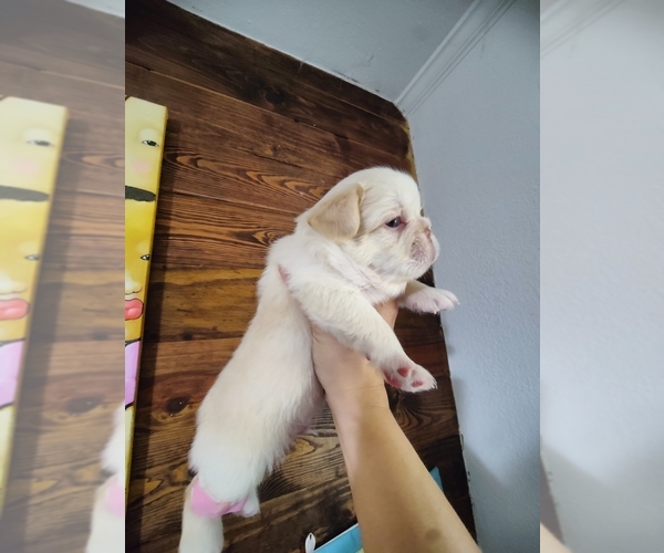 Medium Photo #45 French Bulldog Puppy For Sale in HIGHLAND VILL, TX, USA