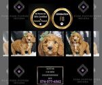 Puppy Alistar F1B Goldendoodle (Miniature)