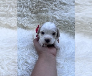 Cavapoo Puppy for sale in JEFFERSONVILLE, IN, USA