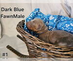 Image preview for Ad Listing. Nickname: Dark Blu collar