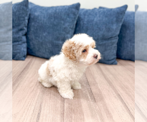 Medium Photo #4 Havapoo Puppy For Sale in DUNDEE, OH, USA