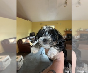 Morkie Puppy for sale in FULTON, NY, USA