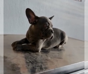 French Bulldog Puppy for sale in CHULA VISTA, CA, USA