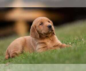 Golden Labrador Puppy for sale in ROWLEY, MA, USA